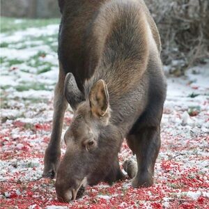 Meet your Posher, Annie